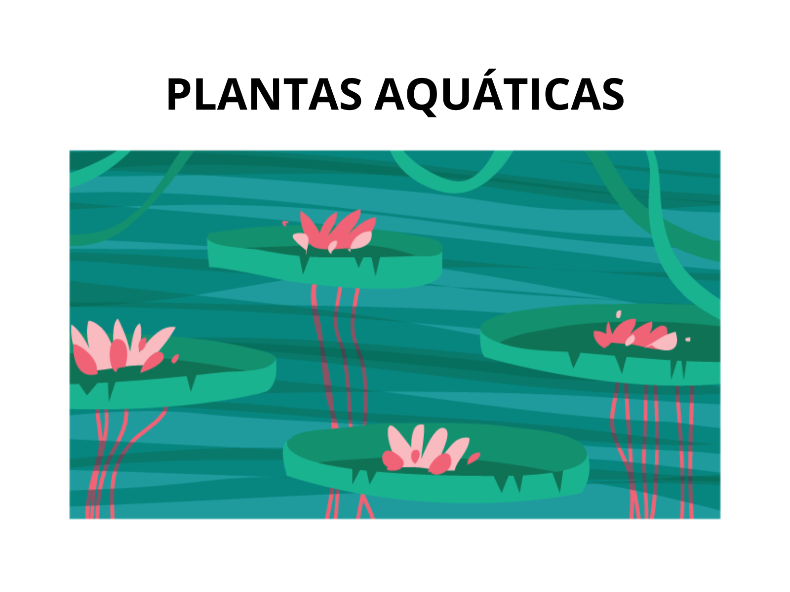 Plano De Aula 2o Ano Plantas AquÁticas 3696