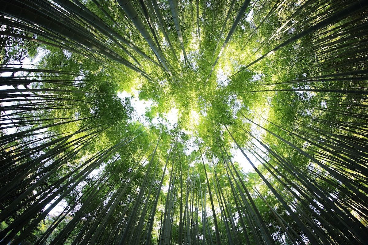 Atividades para Imprimir - MEIO AMBIENTE — SÓ ESCOLA