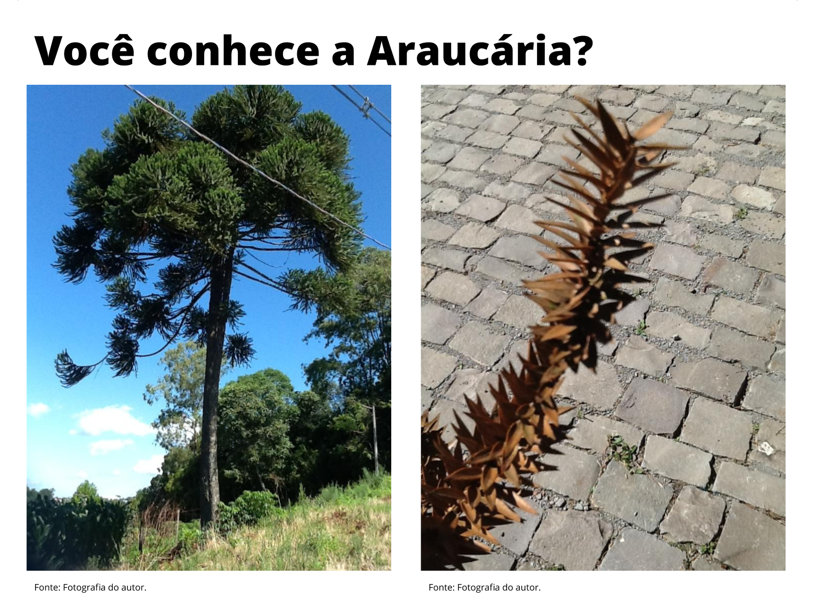 Bosque com predominância de araucárias e detalhe de ramo de Araucaria