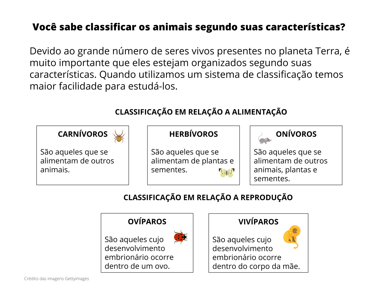 Plano de Aula - 3º Ano - Critérios para classificar objetos