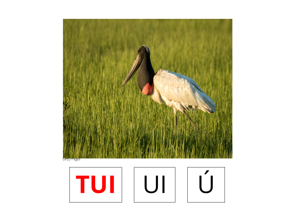 Tuiuiú