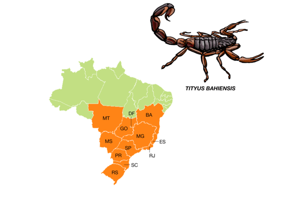 Conhecido como escorpião marrom ou preto, tem o tronco escuro, as pernas com manchas escuras e a cauda marrom-avermelhada. O adulto mede cerca de 7 centímetros. É a espécie que causa mais acidentes no estado de São Paulo.