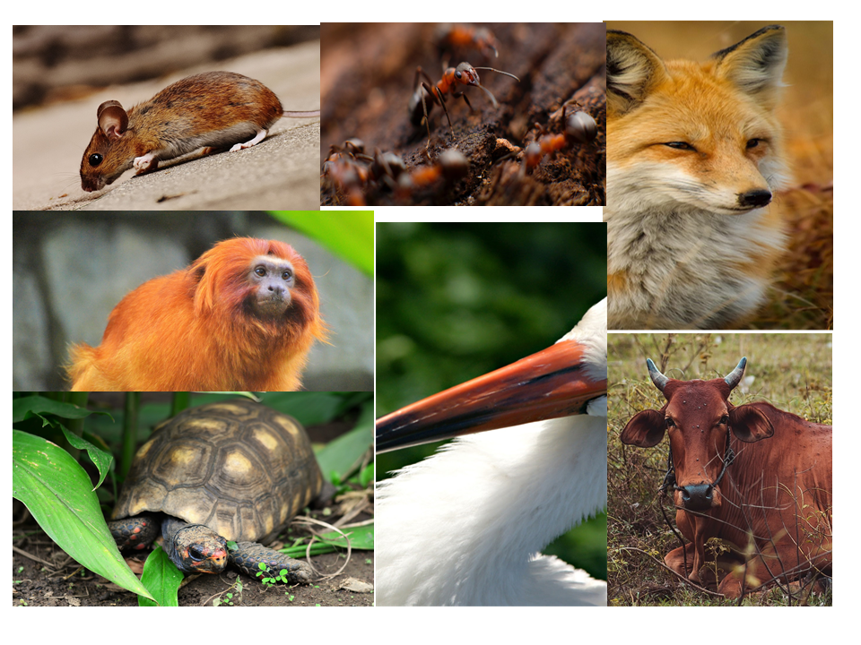 Fotografias de animais: formiga, mico leão dourado, garça, raposa, boi, tartaruga e rato.