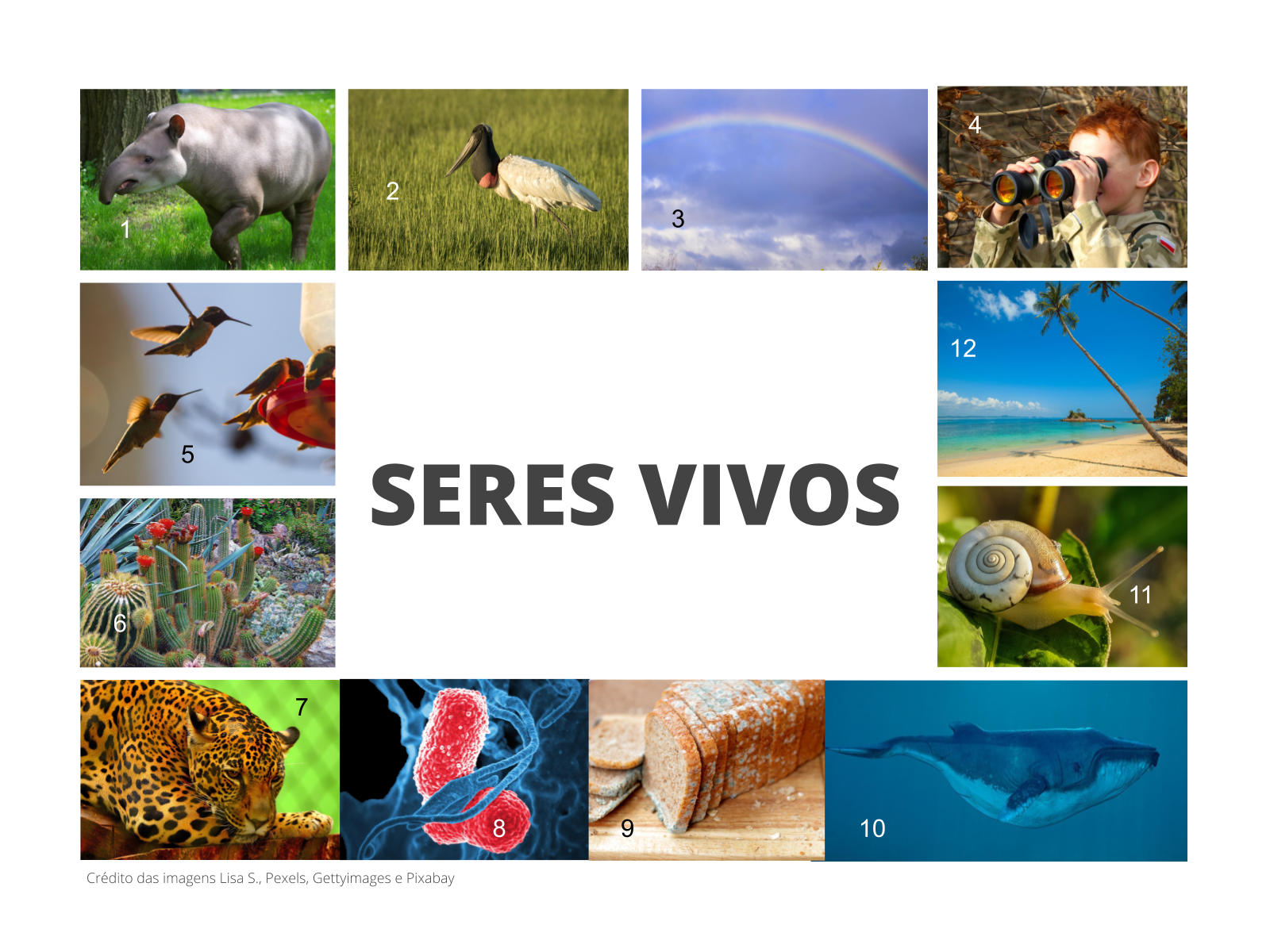 Plano de aula - 2o ano - Seres Vivos
