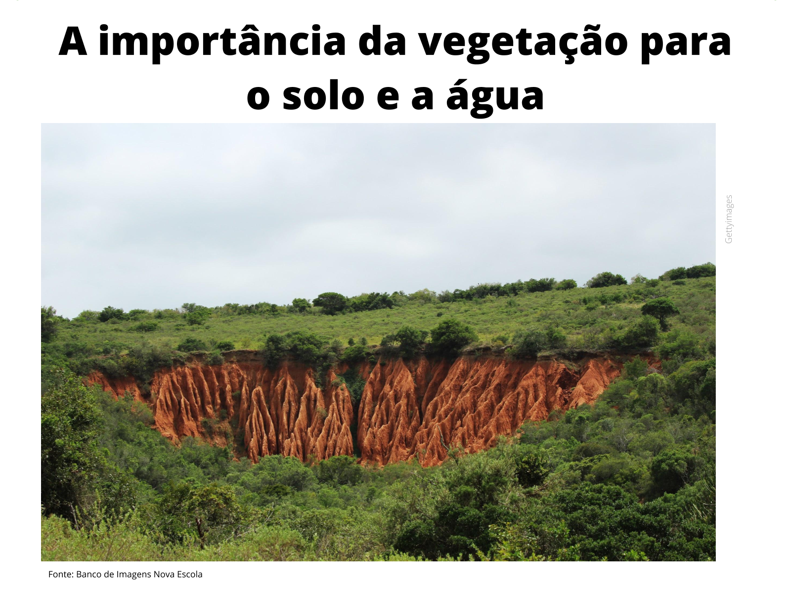 A relação entre vegetação, clima e solo - Brasil Escola