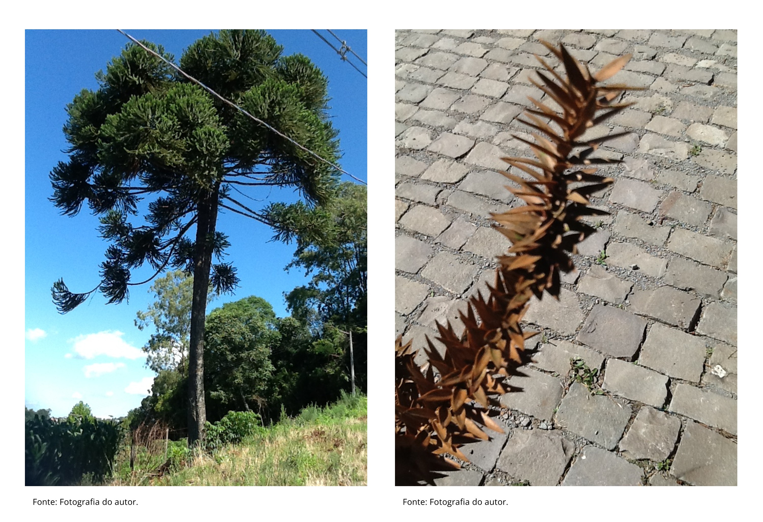 Fotografias de araucárias