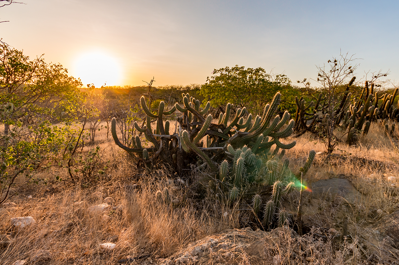 Paisagem da Caatinga no Brasil. Cactos ao pôr do sol