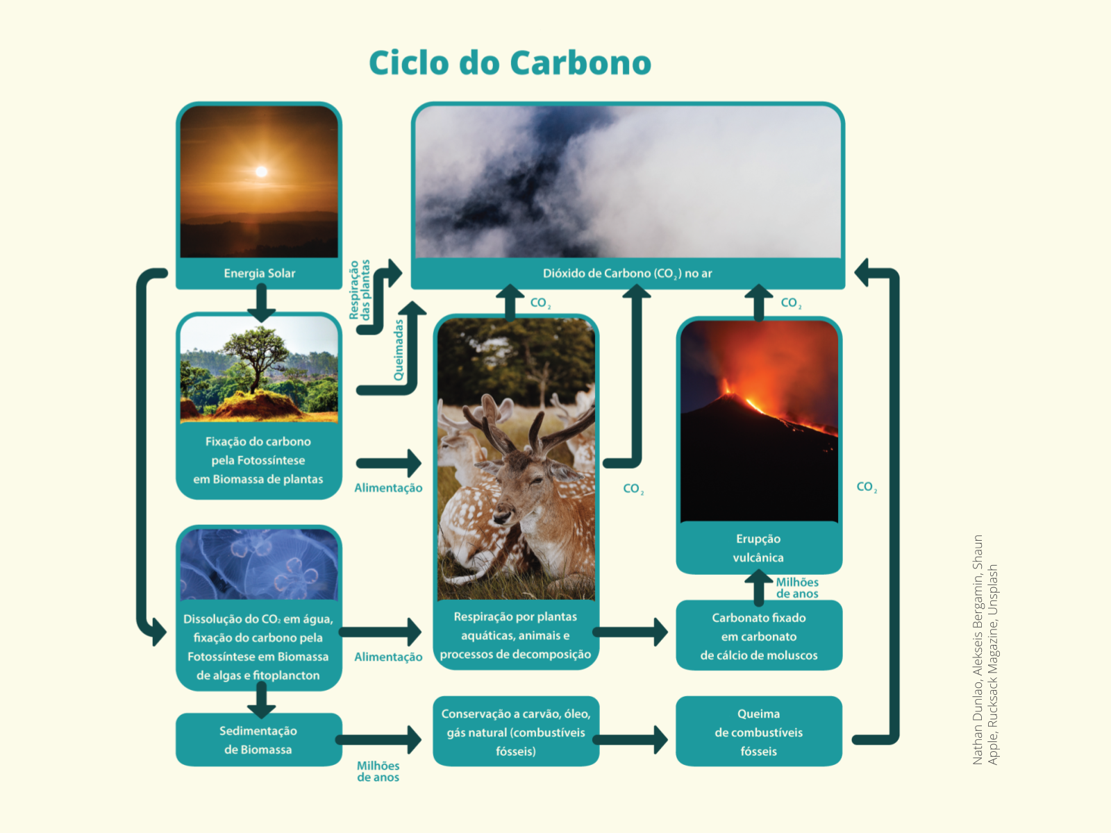 Plano de aula - 8o ano - Sequestro de carbono