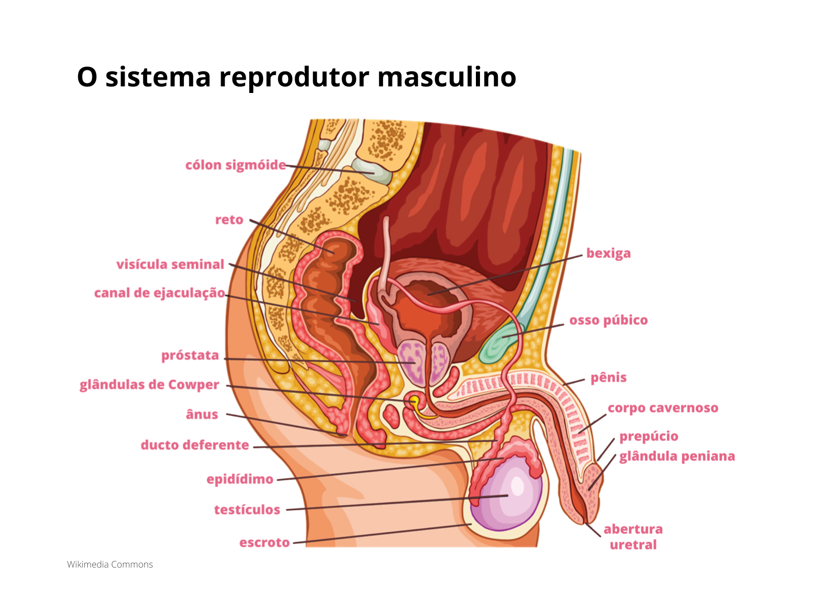 Sistematização