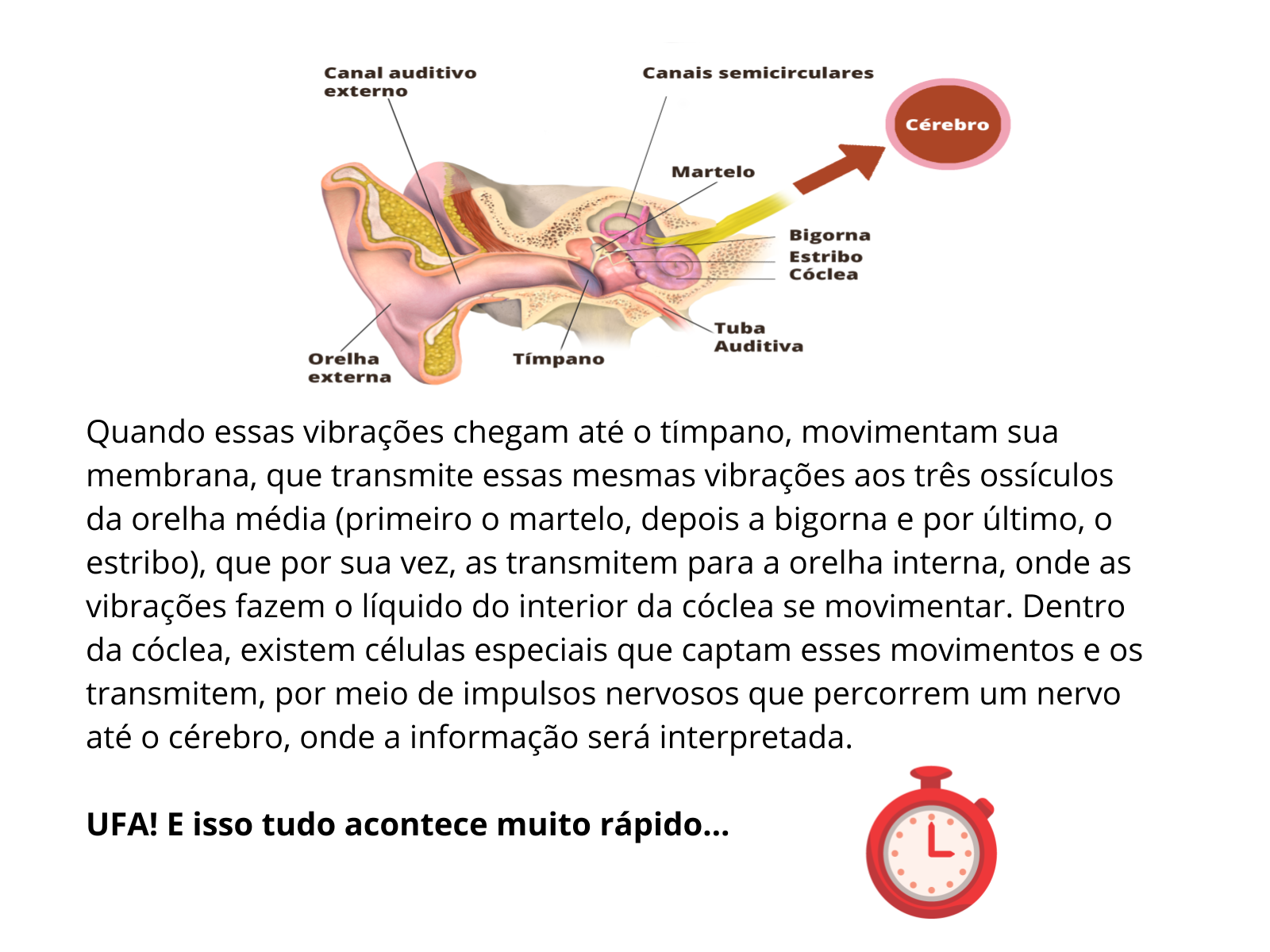 Plano de aula - 3o ano - A recepção do som pelo corpo humano