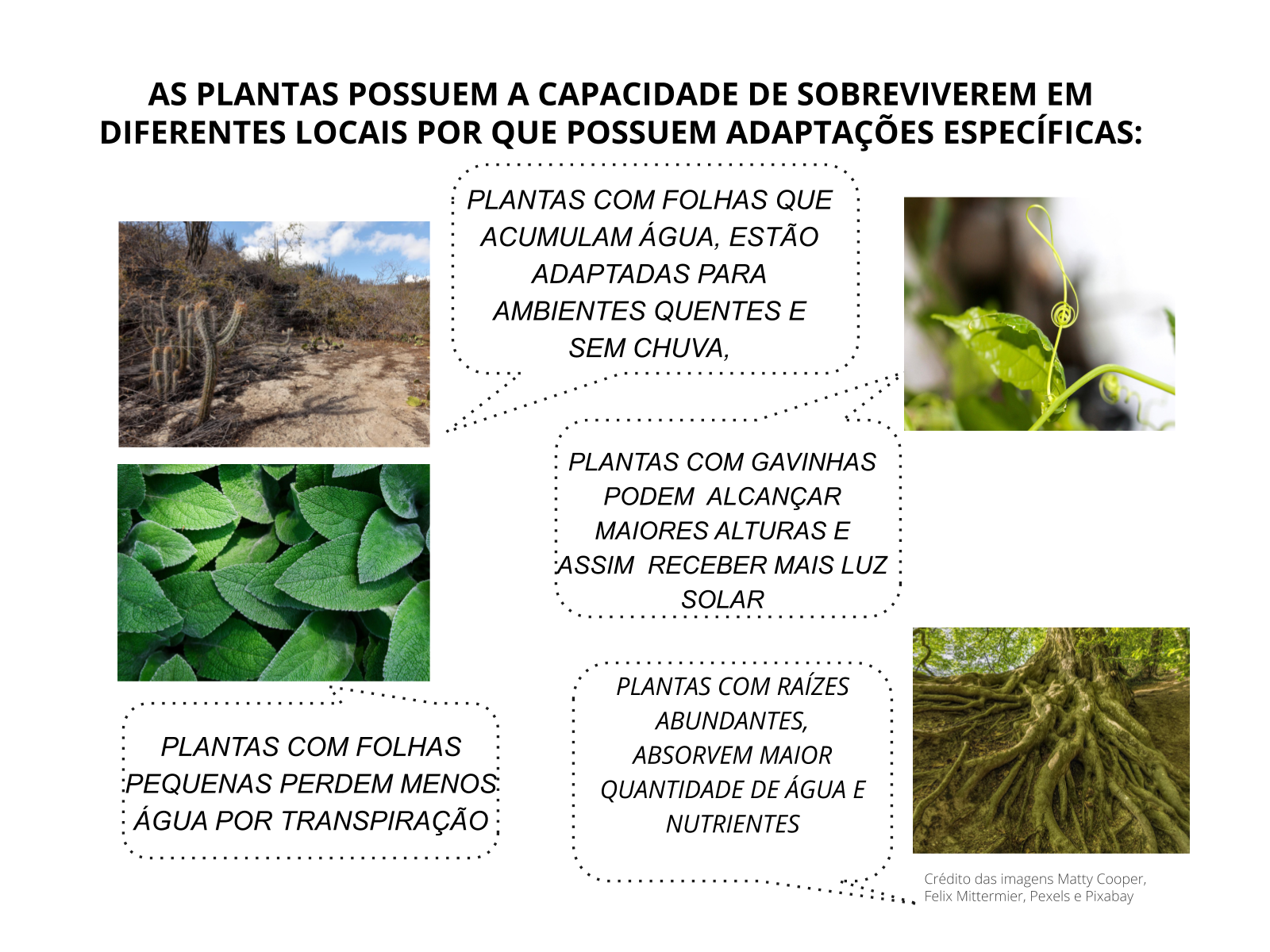 Cite Um Exemplo De Estímulo Do Meio Ambiente Em Plantas
