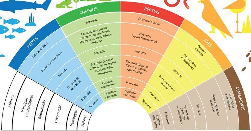 Tabela De Classificacao Do Reino Animal Para Criancas