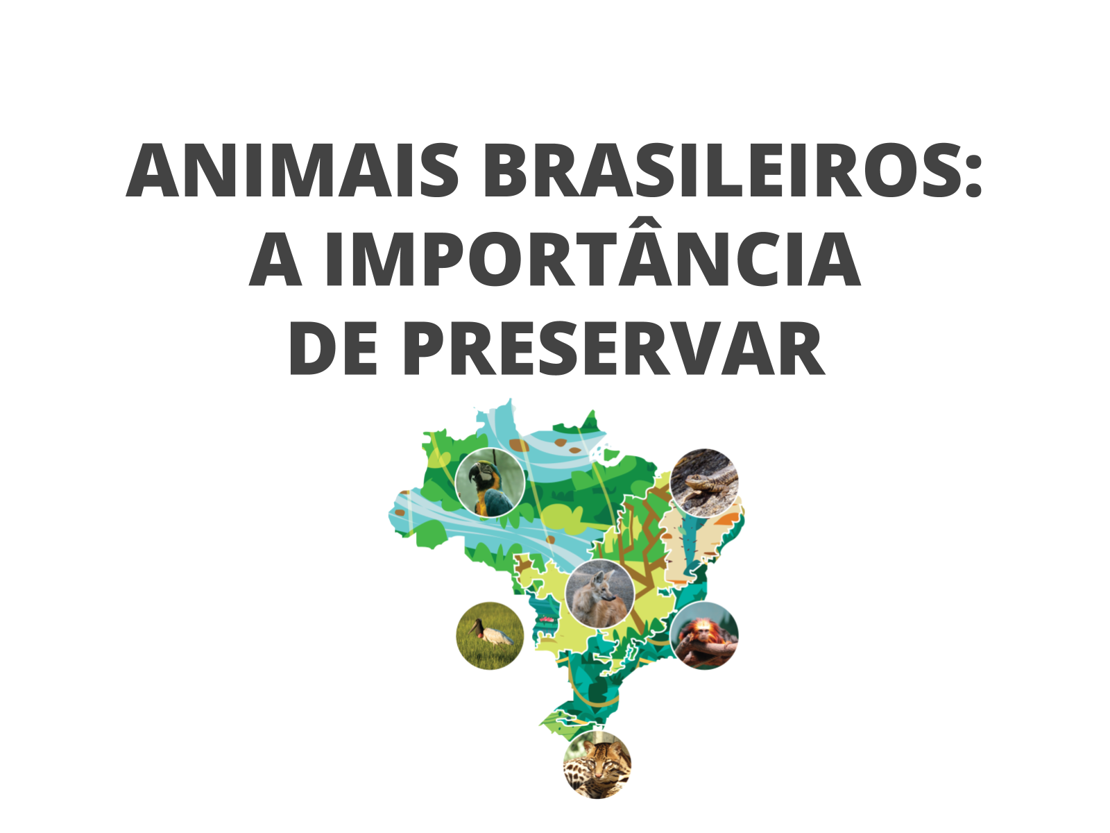 Plano de aula - 2o ano - Animais brasileiros: A importância de Preservar