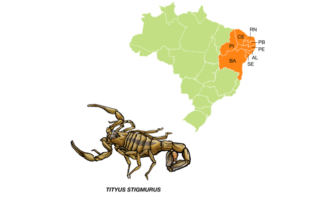 Chamado de escorpião amarelo do Nordeste, tem uma faixa escura longitudinal no dorso e uma mancha triangular perto da cabeça. É a espécie mais comum na região que lhe dá o nome e também se reproduz por partenogênese.