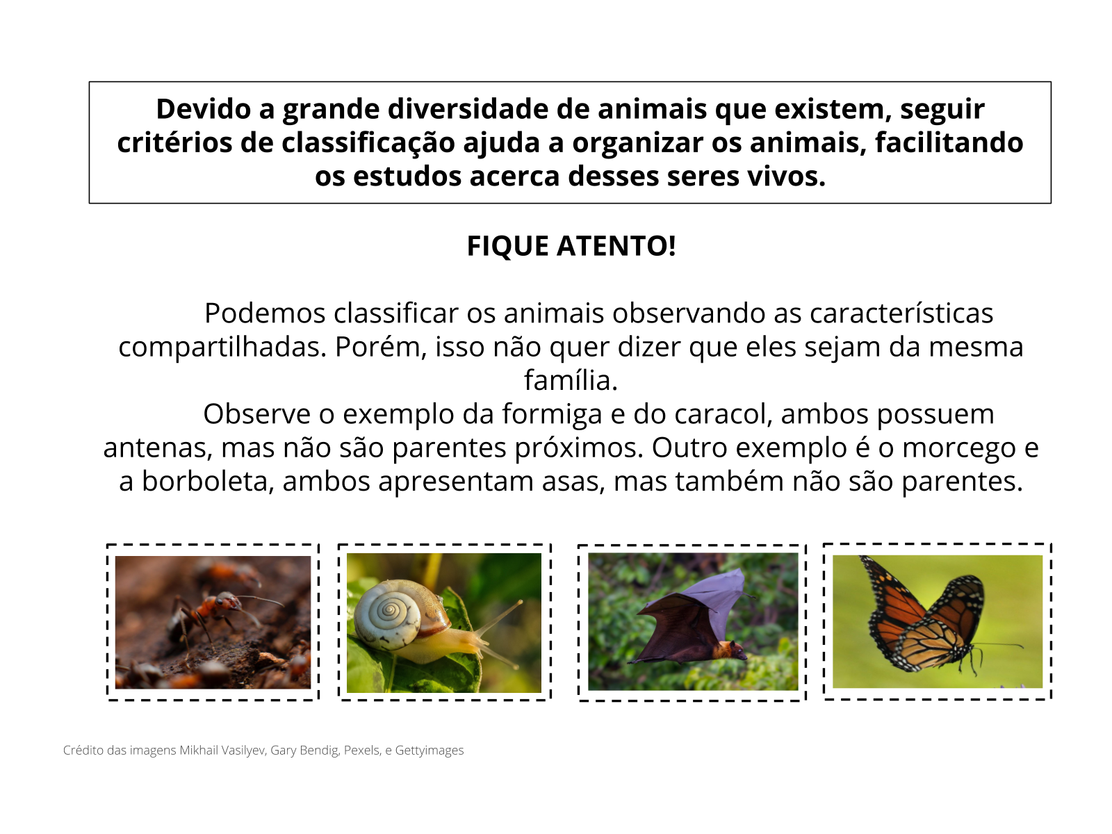 Animais: imagens, tipos, nomes de A a Z - Brasil Escola