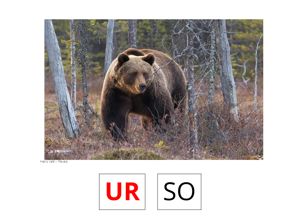 Urso