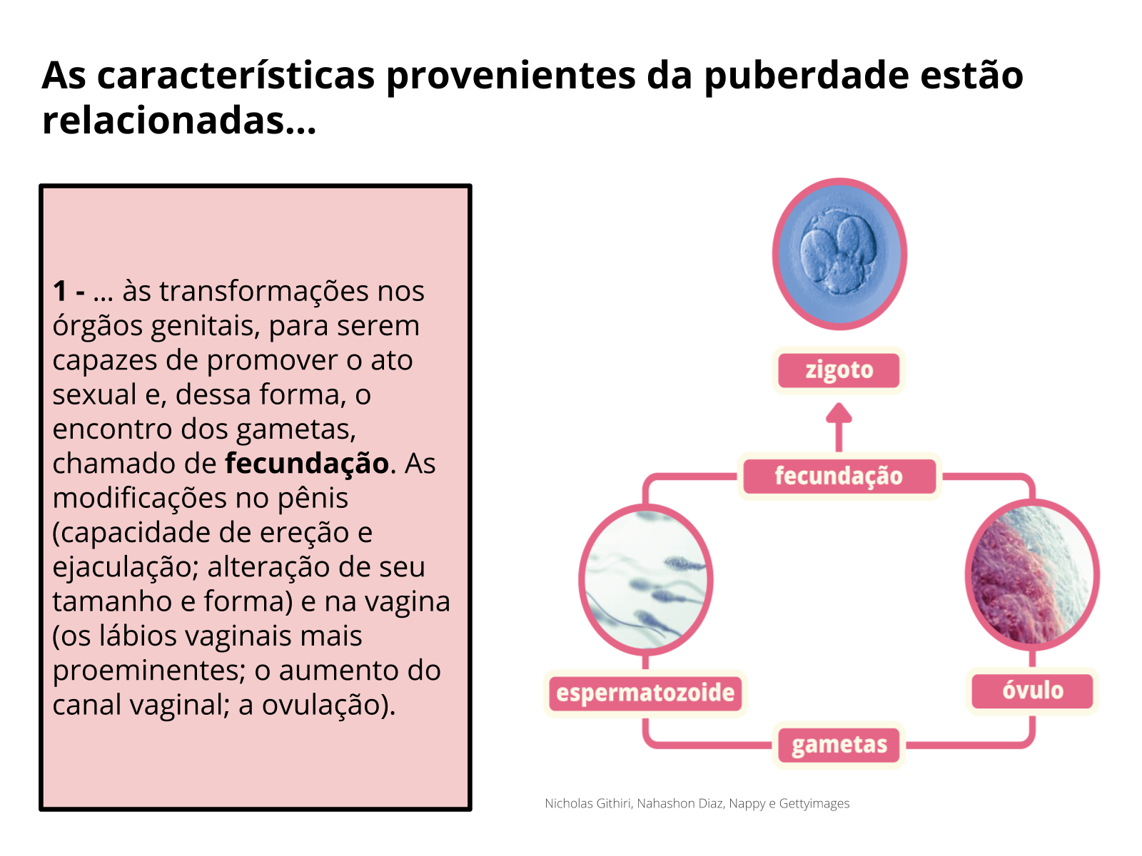 Plano de aula - 8o ano - O que acontece após o encontro dos gametas ...