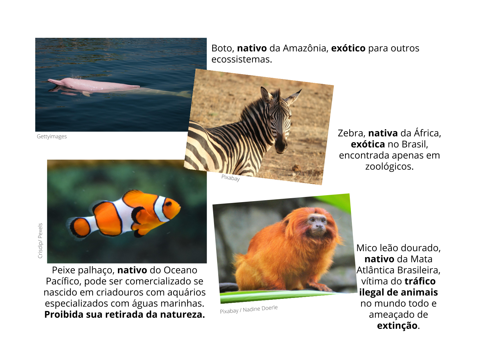 Animais em extinção: no Brasil e no mundo - Mundo Educação