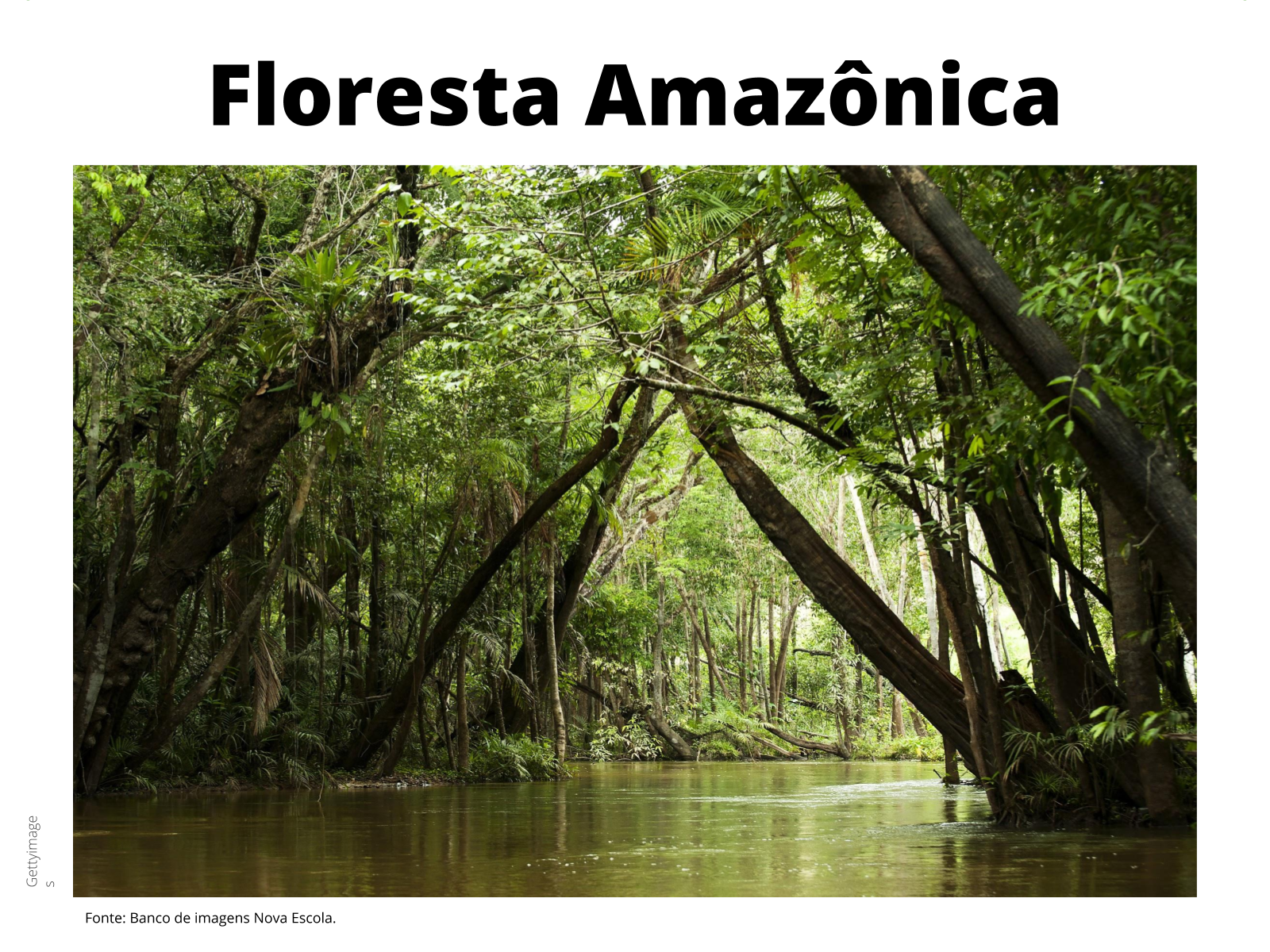 A relação entre vegetação, clima e solo - Brasil Escola