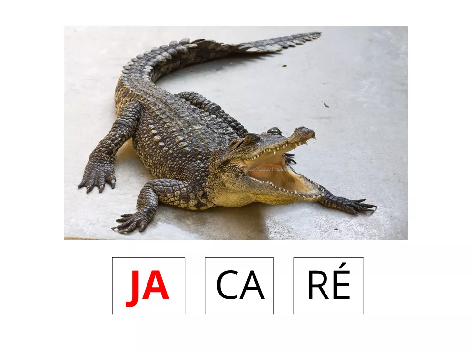 Jacaré