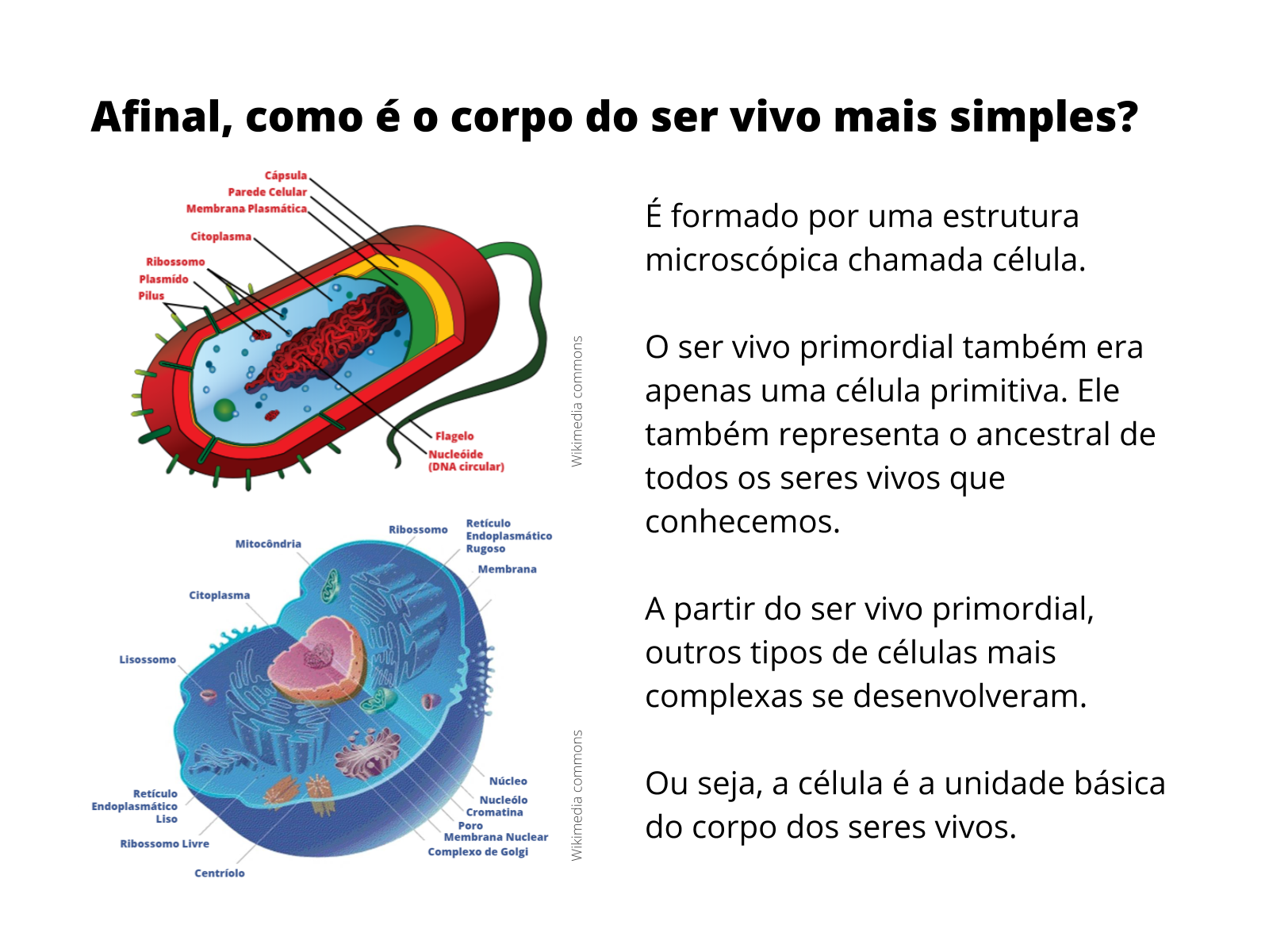 Plano de aula - 6o ano - Célula: a unidade básica do corpo dos seres vivos