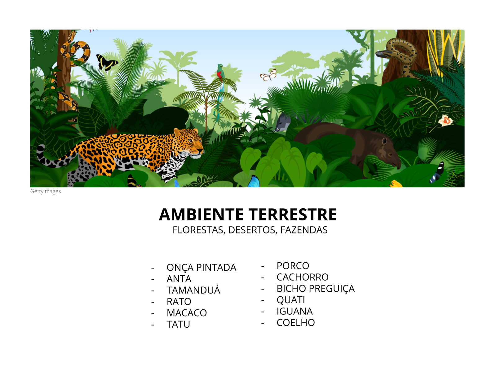 Plano de Aula - 2º Ano - ANIMAIS AQUÁTICOS